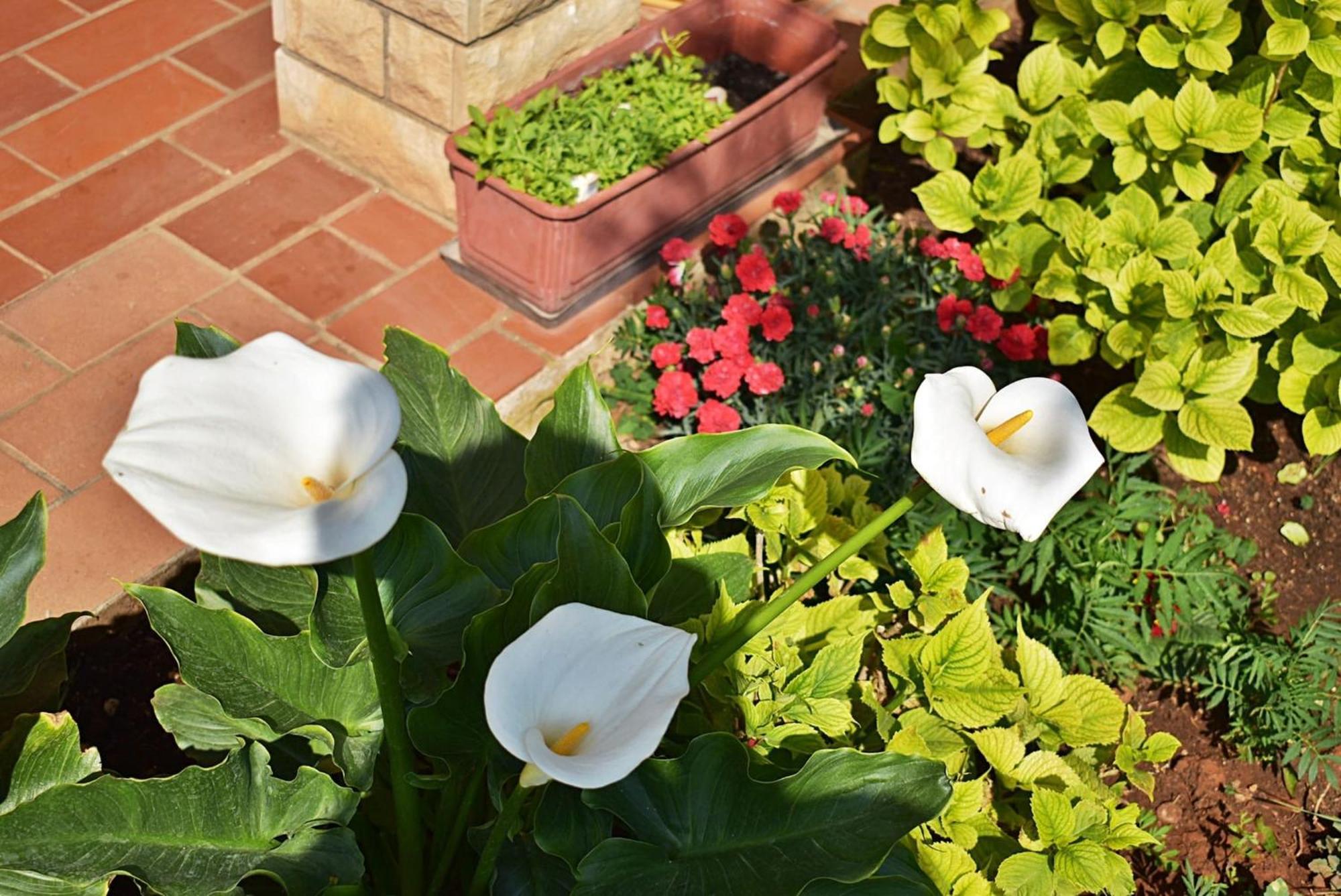 Flower Garden Rhapsody - Modern Family Apartments Near Fažana Екстериор снимка