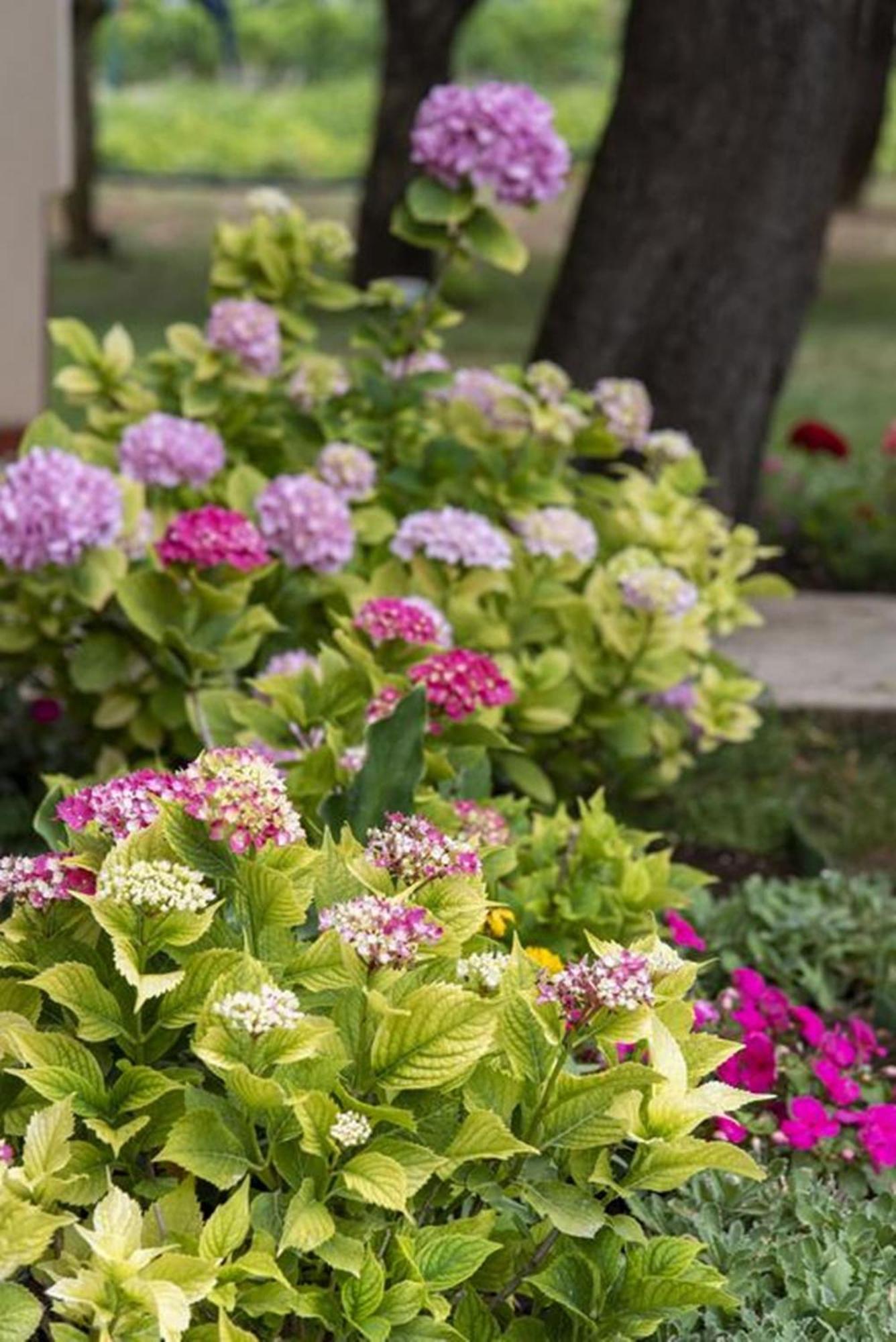 Flower Garden Rhapsody - Modern Family Apartments Near Fažana Екстериор снимка